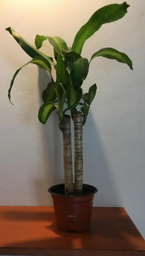 Green Lofts Cancun Apartment